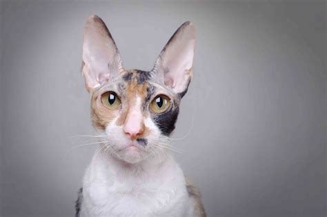 big eyed cat breeds.